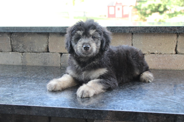 Roscoe - 8 weeks
