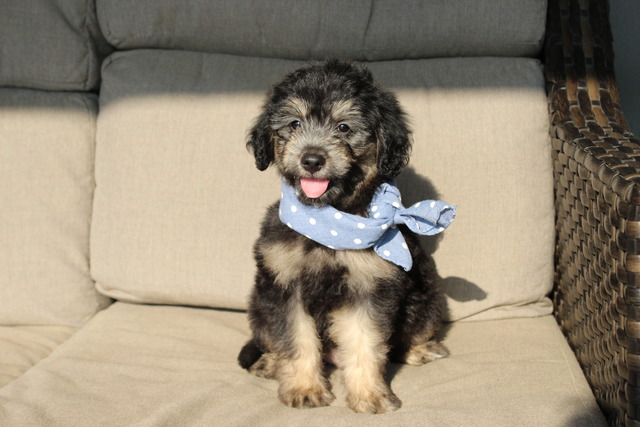 Roscoe - 8 weeks