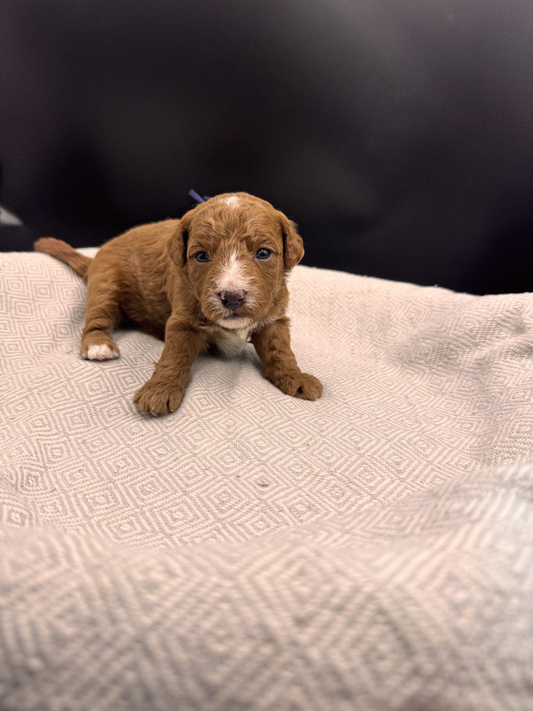 Jax - 2 1/2 Weeks