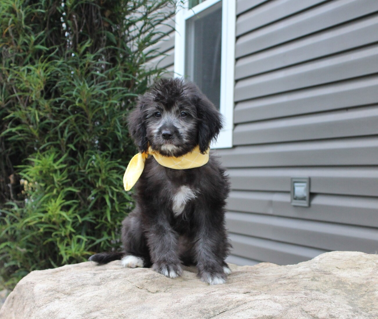 Caine - 10 weeks