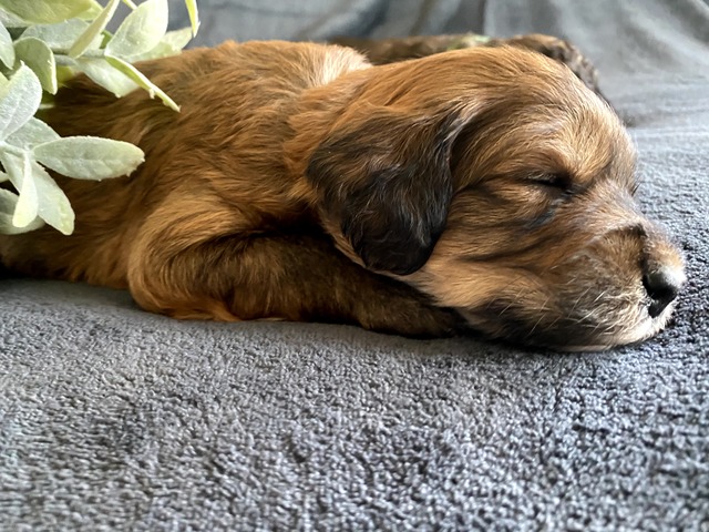 Max-3wks-6