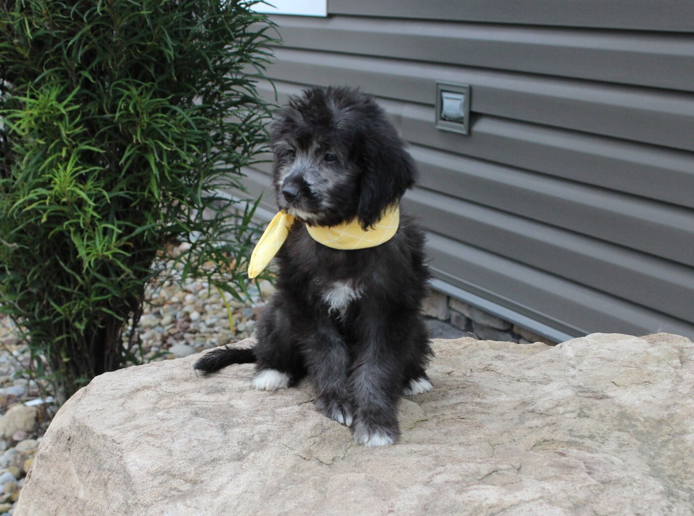 Caine - 10 weeks