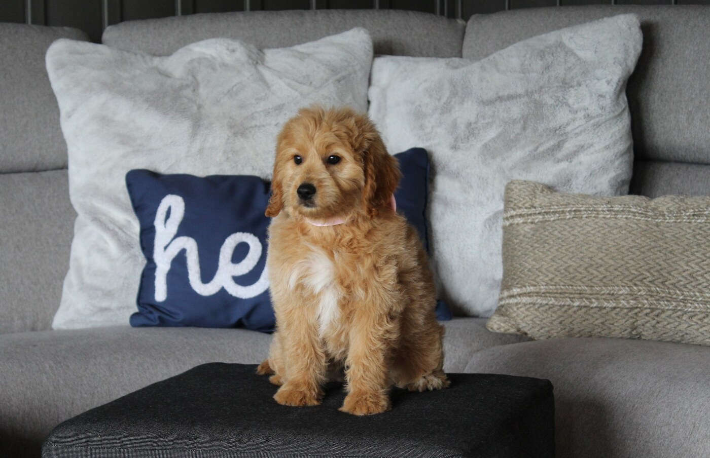 Ella - 10 weeks