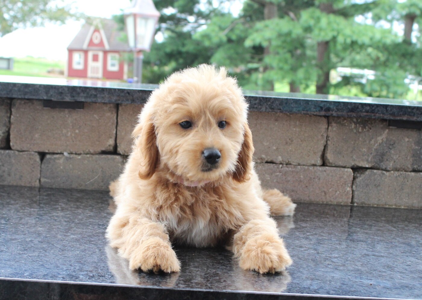 Ella - 10 weeks