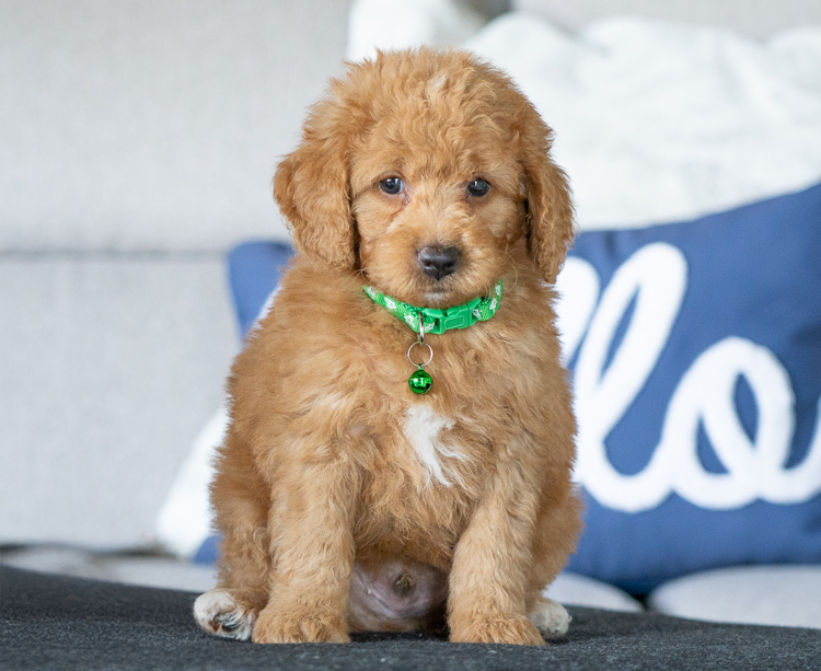 Danton - 7 weeks 