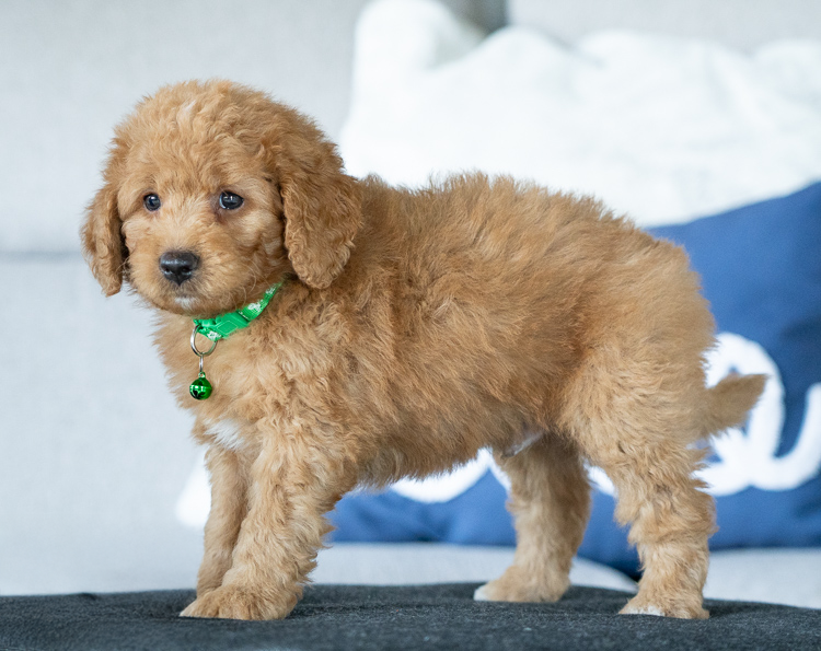 Danton - 7 weeks 