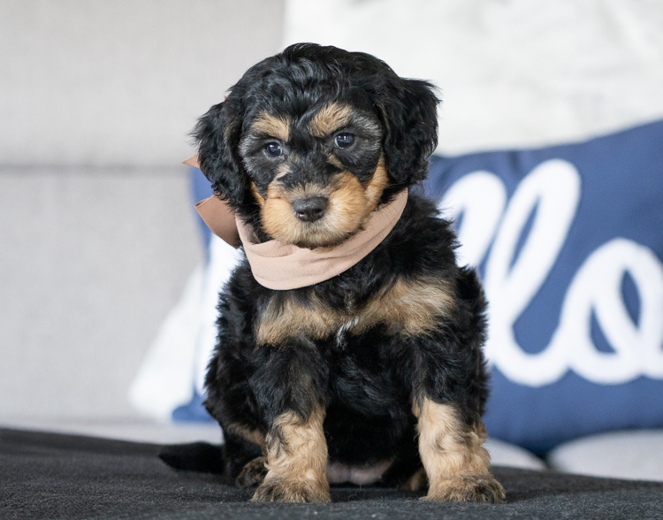 Willow- 7 Weeks 