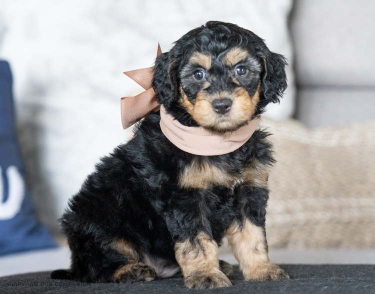 Willow- 7 Weeks 
