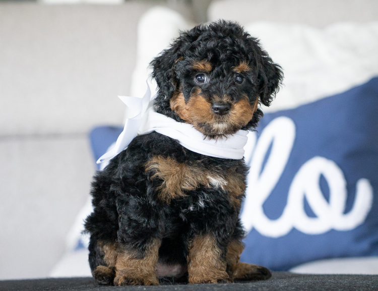 Winnie - 7 Weeks 