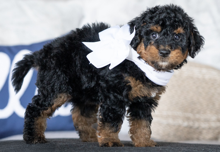 Winnie - 7 Weeks 
