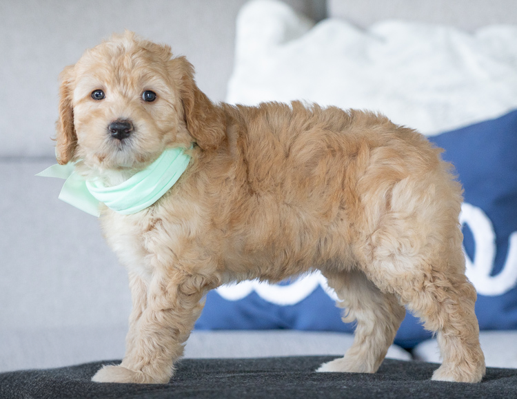 Mia- 7 Weeks 