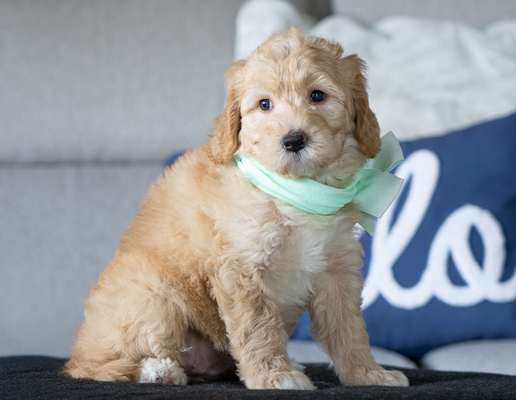 Mia- 7 Weeks 