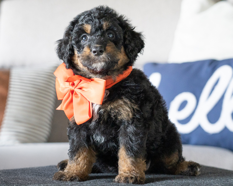 Minnie- 7 Weeks 