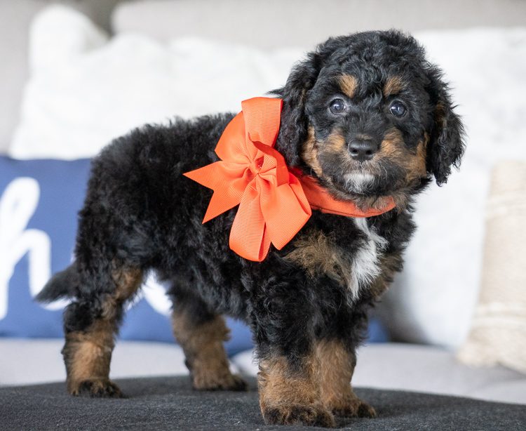 Minnie- 7 Weeks 