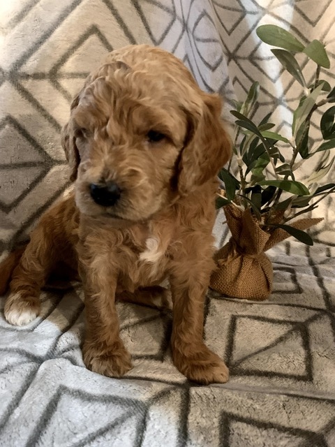 Duncan-4wks-2