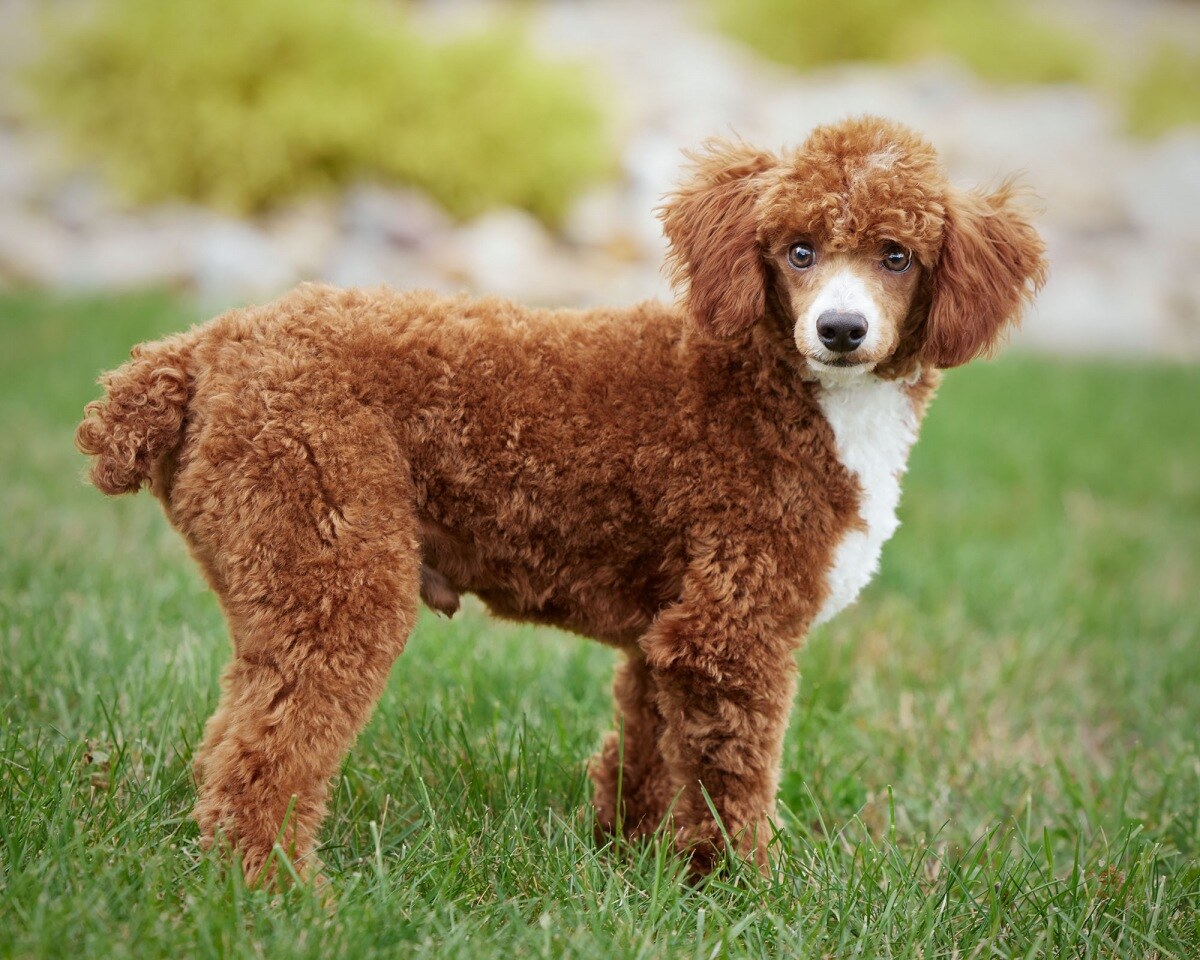 Adora Million Miles (Miles AKC Registered (PR28355301)  Red Toy Poodle Weight 12 lbs)