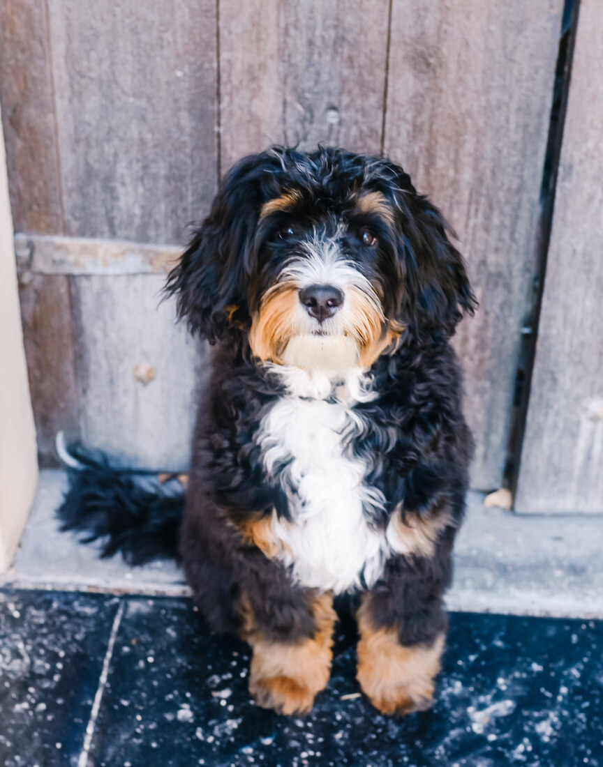 Bear 'Its a Puppy Thing'