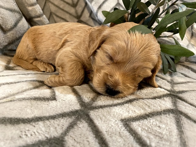 Charlie-4wks-6