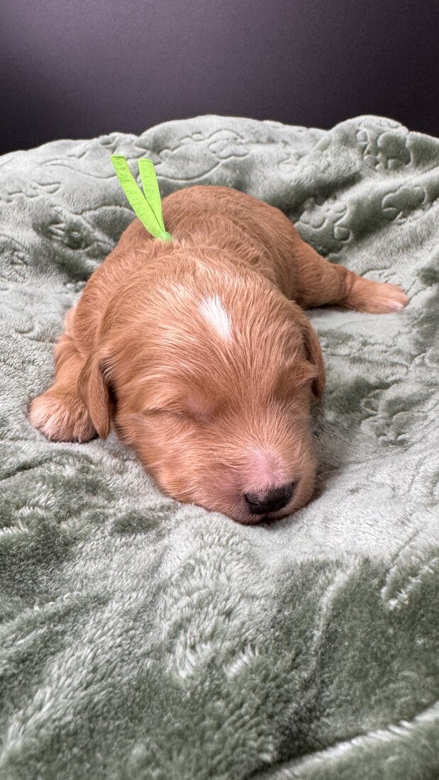 Thor - 11 days old