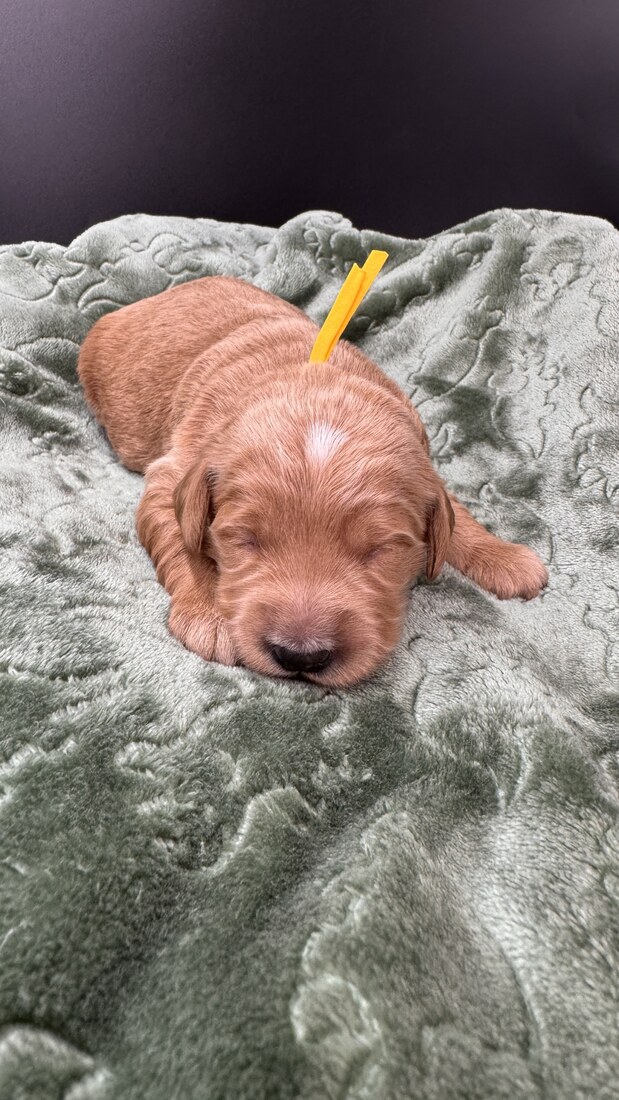Ziggy - 11 days old