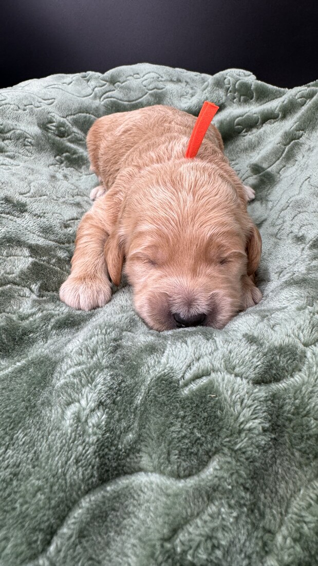 Wells - 11 days old