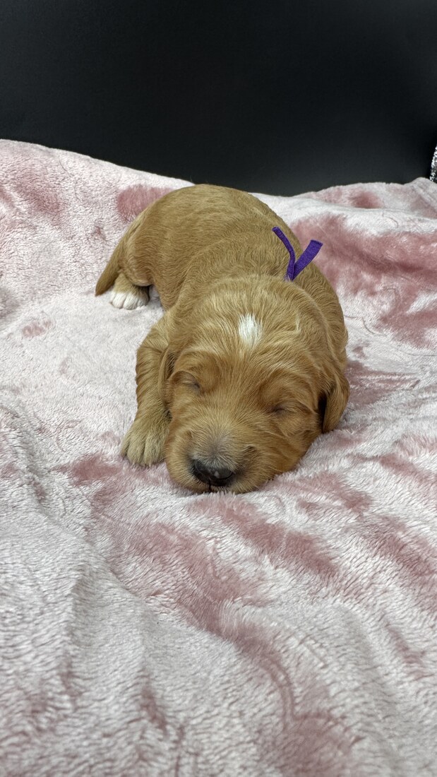 Mandie - 11 days old