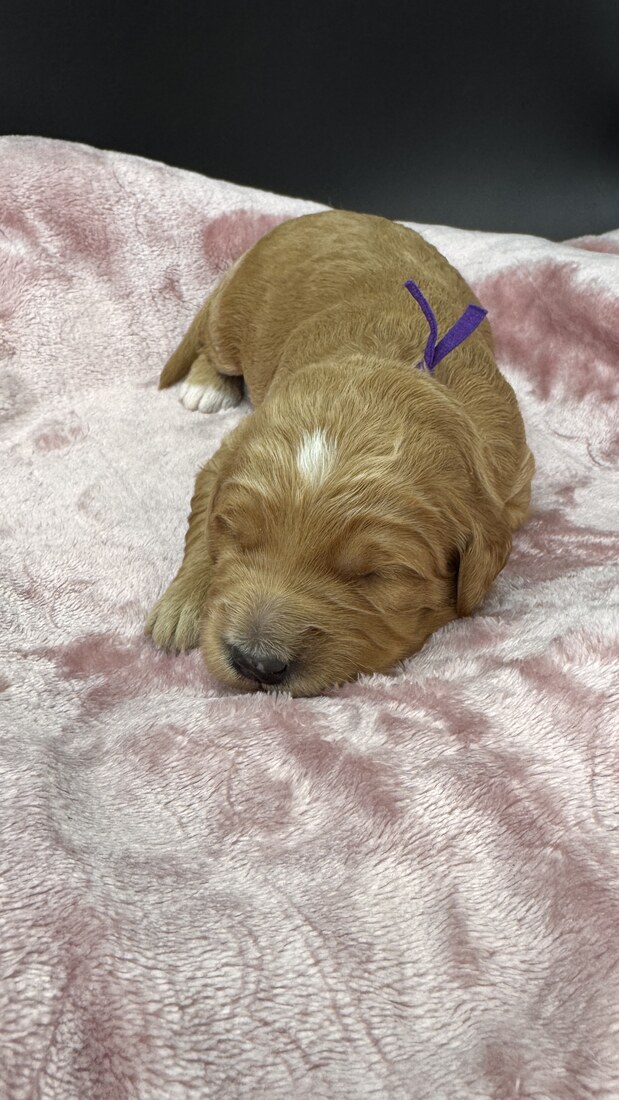 Mandie - 11 days old