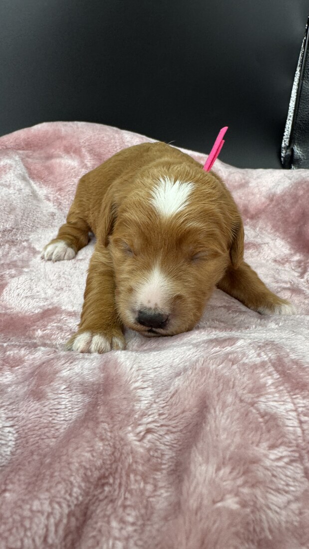 Cassie - 11 days old