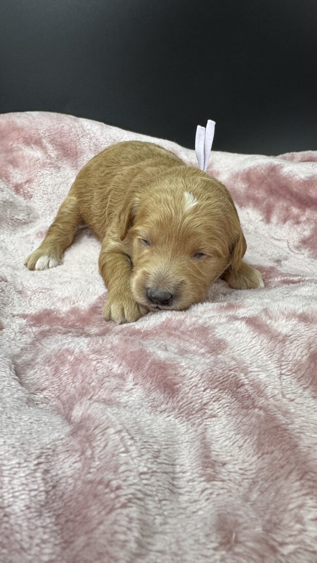 Cookie - 11 days old