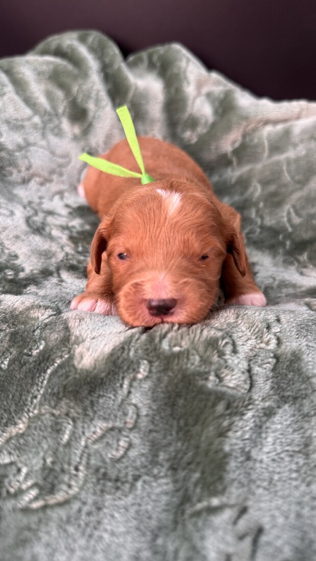 Ziggy - 13 days old