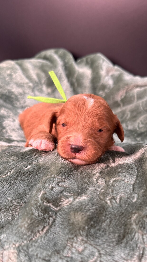 Ziggy - 13 days old 
