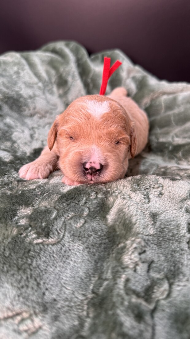 Winston - 13 days old 