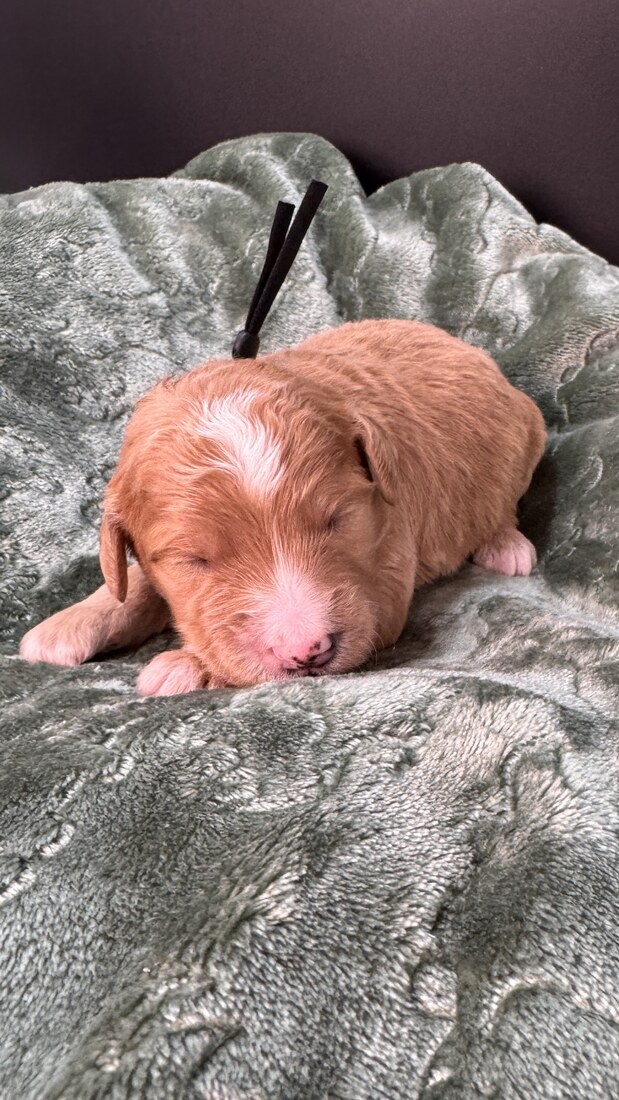 Tango - 13 days old 