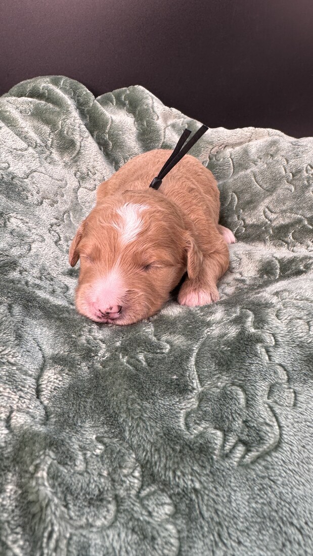 Tango - 13 days old 