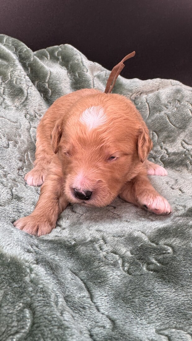 Tank - 13 days old 