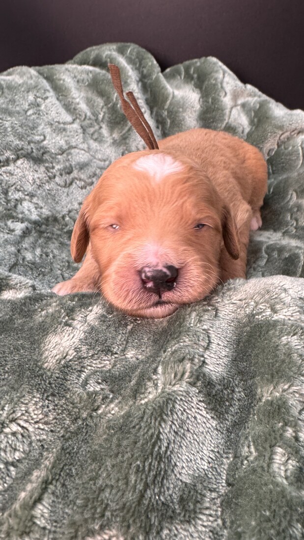 Tank - 13 days old 