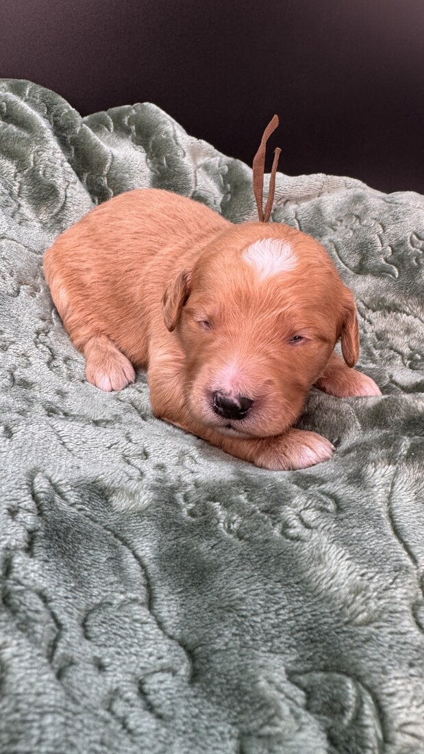 Tank - 13 days old 