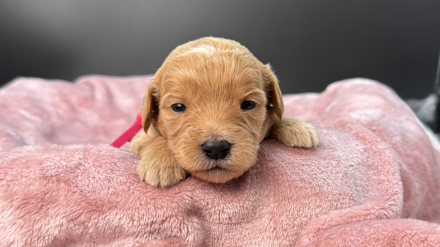 Daisy - 3 weeks 