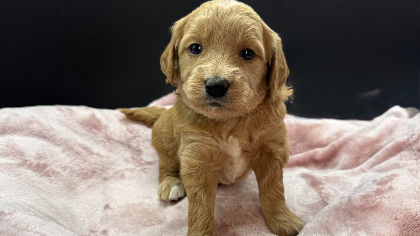 Cookie - 3 1/2 weeks