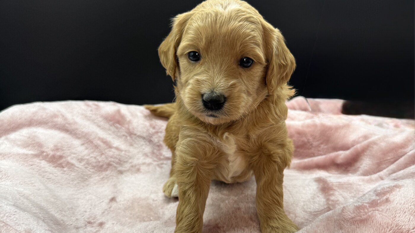 Cookie - 3 1/2 weeks