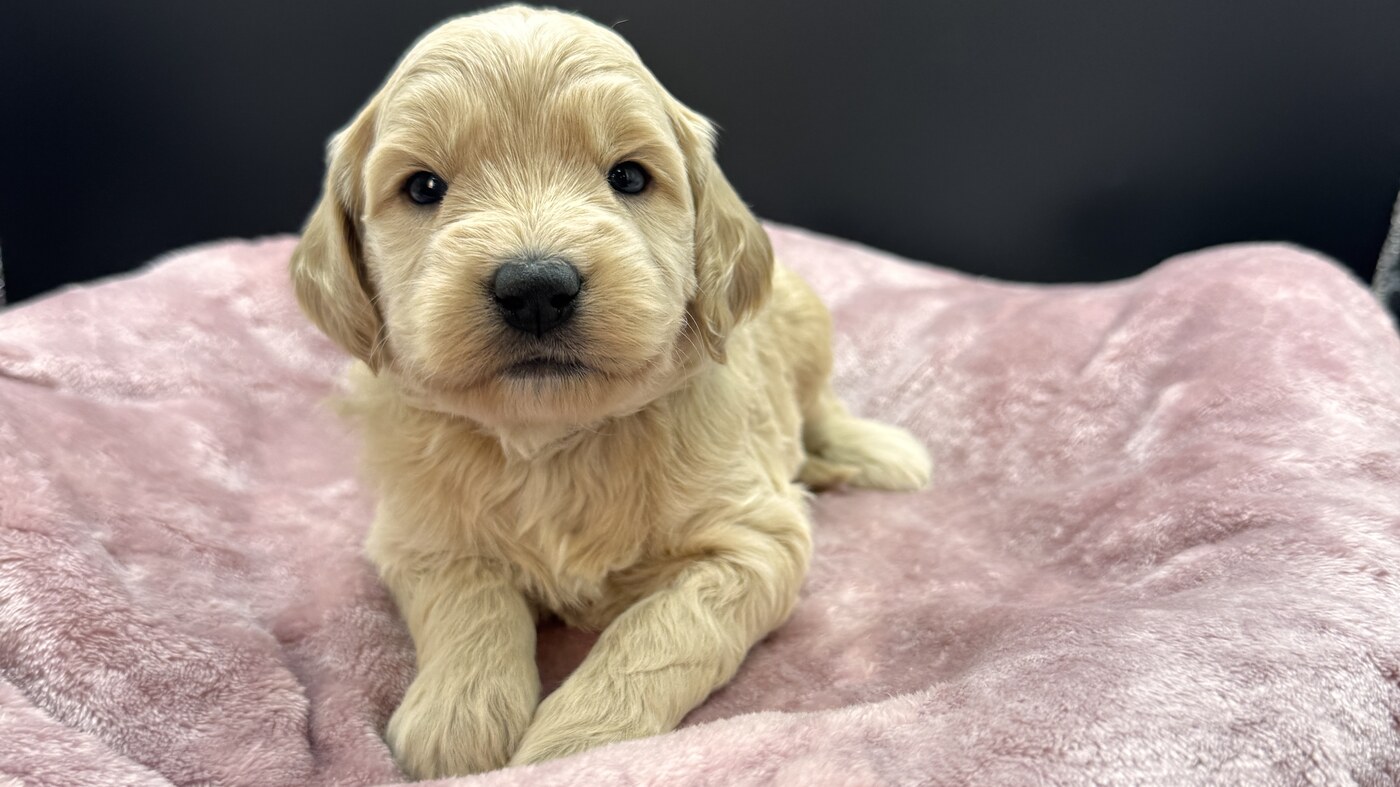 Cambria - 3 1/2 weeks