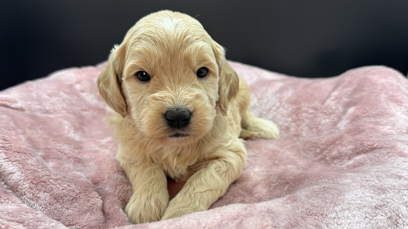 Cambria - 3 1/2 weeks