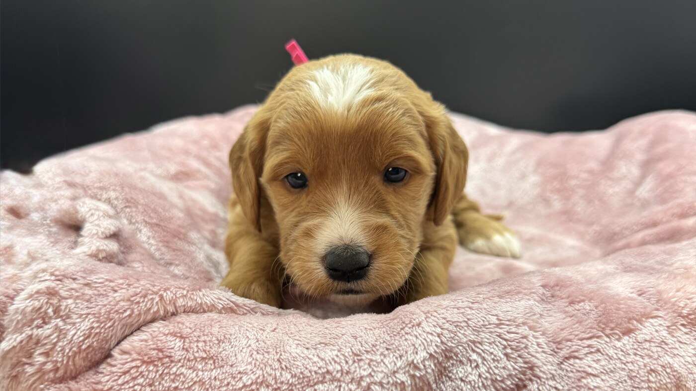 Cassie - 3 1/2 weeks