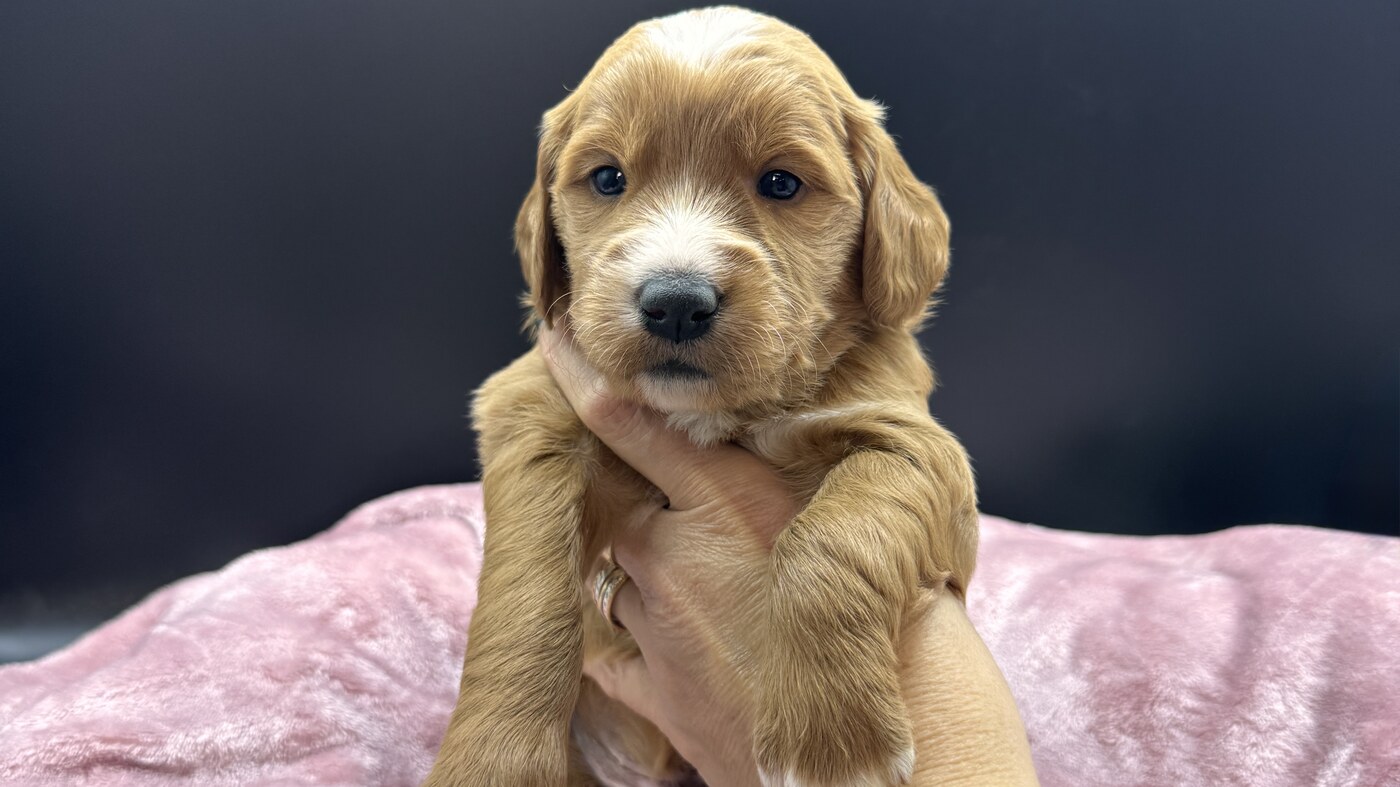 Cassie - 3 1/2 weeks