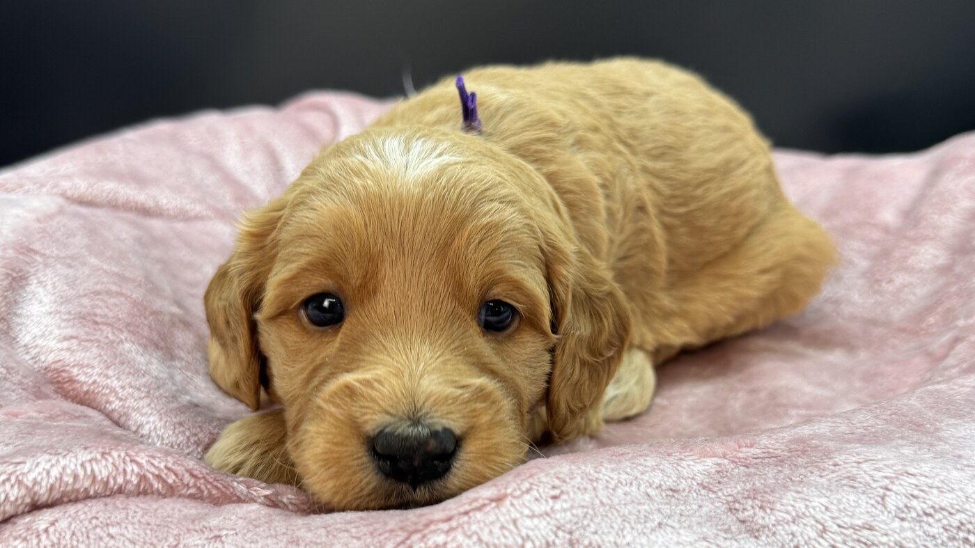 Mandie - 3 1/2 weeks