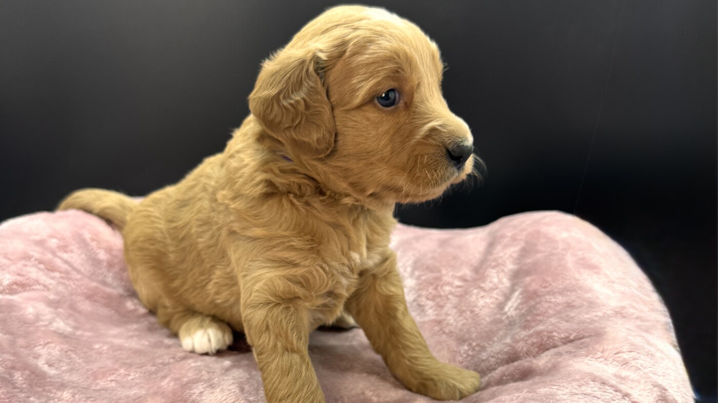 Mandie - 3 1/2 weeks