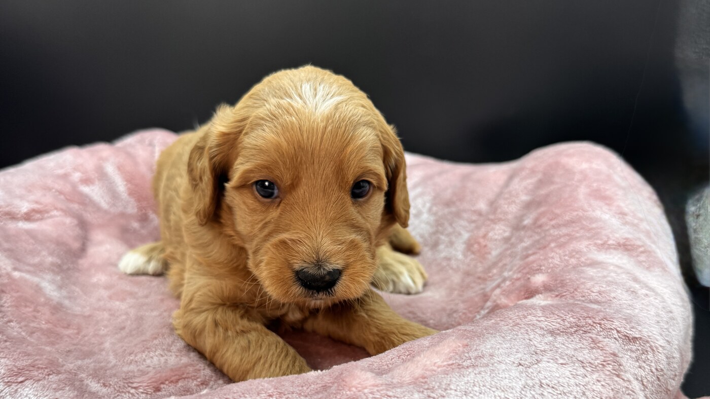 Mandie - 3 1/2 weeks