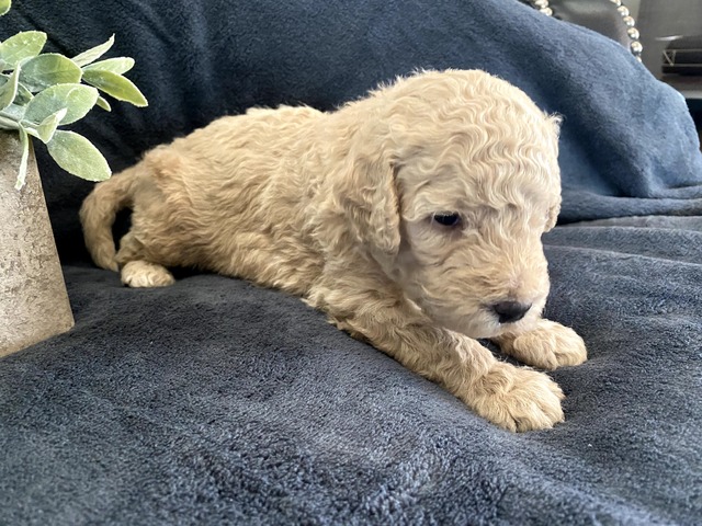 Tucker-3wks