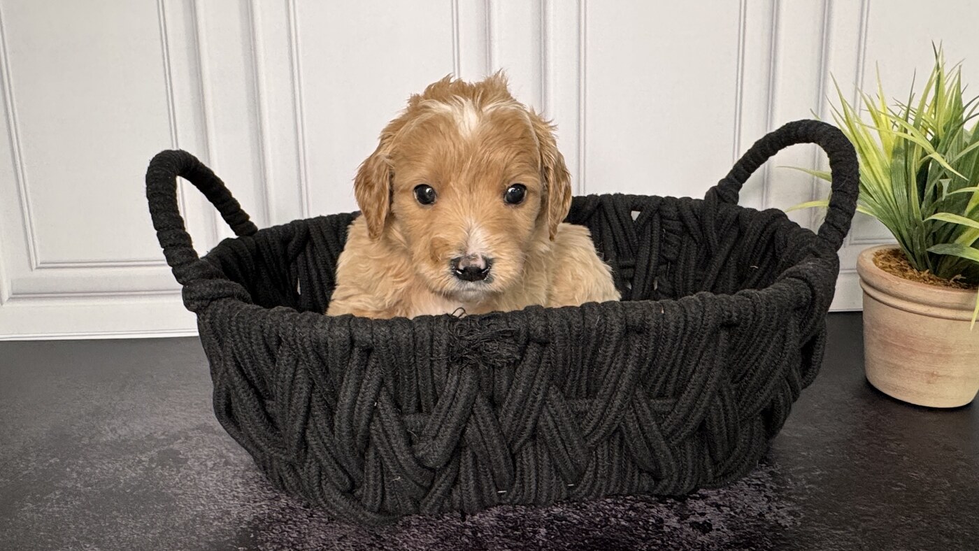Winston - 5 weeks
