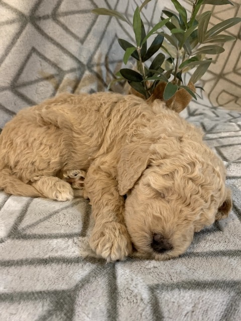 Tucker-4wks-5